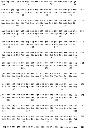 Нуклеиновые кислоты, кодирующие рецептор ctla-4 кошки, вектор, клетки-хозяева, вакцины, олигонуклеотиды, полипептиды ctla-4 кошки и способы индукции и подавления иммунного ответа у кошки (патент 2377302)