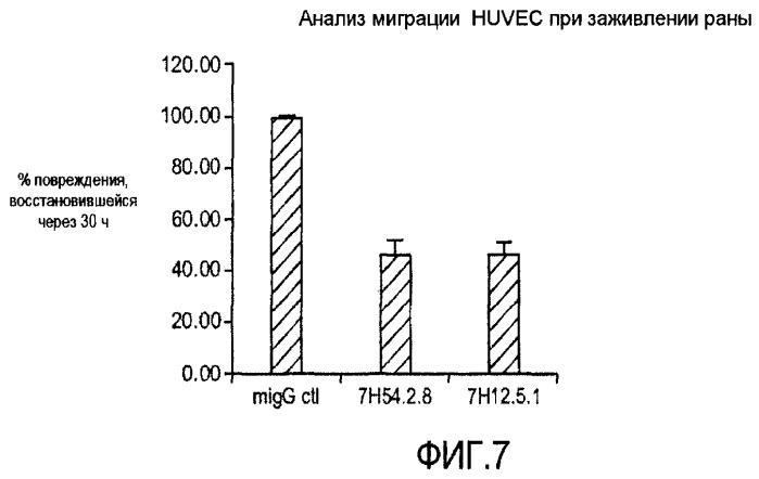 Комбинированная терапия с использованием антагонистов альфа5бета1 (патент 2465282)