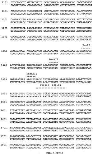 Антитела к a -пептиду и их применение (патент 2341533)