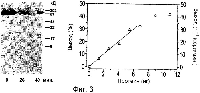Гистидин-протеин-фосфатаза (патент 2281973)