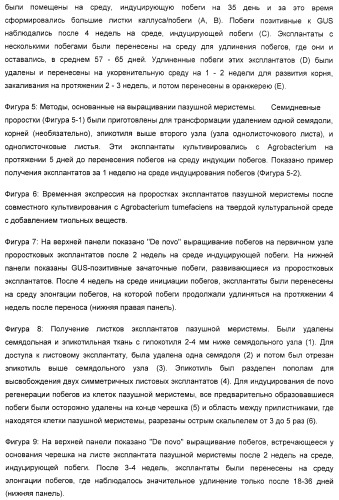 Улучшенная трансформация сои (патент 2389797)