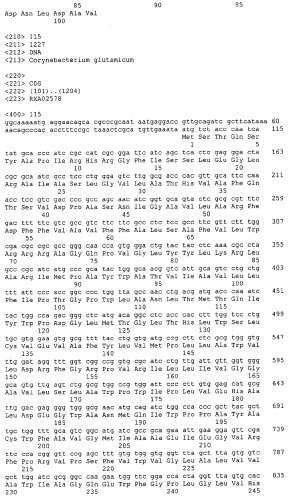 Гены corynebacterium glutamicum, кодирующие белки, участвующие в синтезе мембран и мембранном транспорте (патент 2312145)