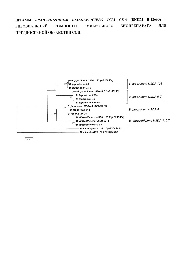 Штамм bradyrhizobium diazoefficiens ccm gs-4 (вкпм в-12660) - ризобиальный компонент микробного биопрепарата для предпосевной обработки сои (патент 2654580)