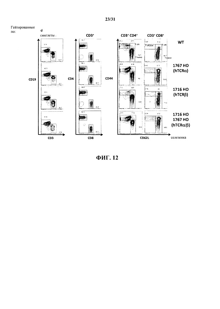 Генетически модифицированные в отношении т-клеточного рецептора мыши (патент 2661106)