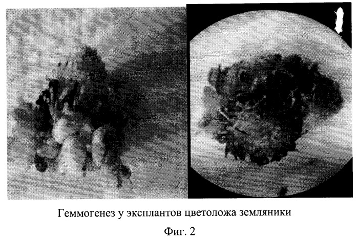 Способ получения растений-регенерантов земляники (in vitro) (патент 2516341)