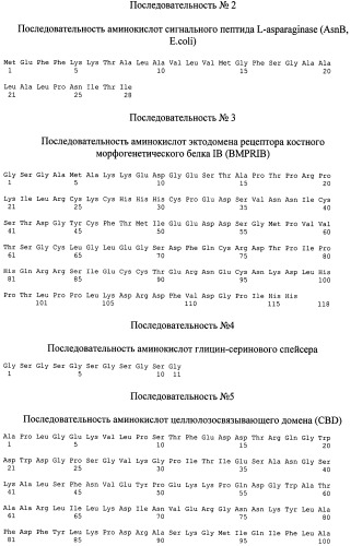 Рекомбинантная плазмида, рекомбинантный штамм, рекомбинантный белок вмр-7 и способ выделения рекомбинантного белка в димерной форме (патент 2499047)