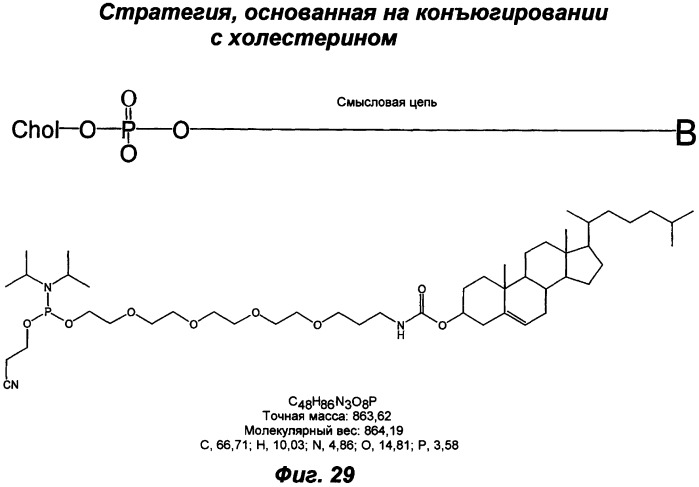 Молекулы химически модифицированной короткой интерферирующей нуклеиновой кислоты, которые опосредуют интерференцию рнк (патент 2418068)