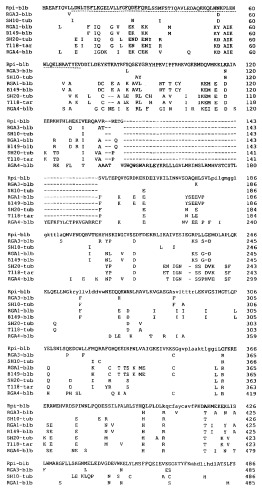 Ген, придающий устойчивость к phytophthora infestans (фитофторозу) в семействе solanaceae (патент 2361920)