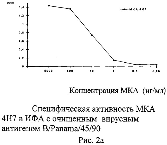 Применение моноклональных антител для идентификации ямагатской или викторианской эволюционных линий вируса гриппа типа в, штамм гибридомы 4н7 для получения моноклональных антител, предназначенных для определения вирусов гриппа в ямагатской ветви, штамм гибридомы в/4н1 для получения моноклональных антител, предназначенных для определения вирусов гриппа в викторианской ветви (патент 2491338)