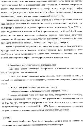 Способ конструирования оперонов, содержащих трансляционно сопряженные гены (патент 2411292)