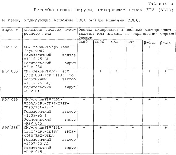 Рекомбинантный вирус, экспрессирующий чужеродную днк, кодирующую кошачий cd80, кошачий ctla-4 или кошачий cd86, и его использование (патент 2244006)