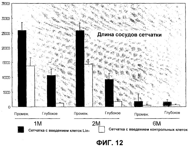 Гематопоэтические стволовые клетки и способы лечения неоваскулярных заболеваний глаз с их помощью (патент 2345780)