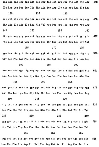 Ген синтеза клеточной стенки грибков (патент 2286387)