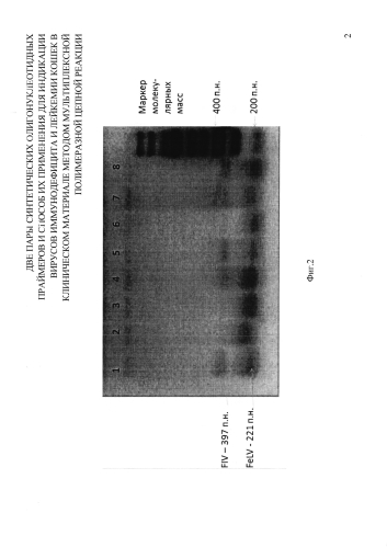 Набор синтетических олигонуклеотидных праймеров и способ его применения для индикации вирусов иммунодефицита и лейкемии кошек в клиническом материале методом мультиплексной полимеразной цепной реакции (патент 2586504)