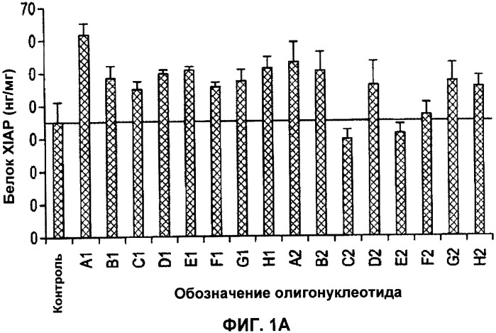 Лечение пролиферативных заболеваний с использованием антисмыслового олигомера iap и химиотерапевтического препарата (патент 2376018)