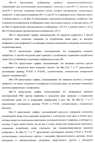 Способ получения фактора, связанного с контролем над потреблением пищи и/или массой тела, полипептид, обладающий активностью подавления потребления пищи и/или прибавления в весе, молекула нуклеиновой кислоты, кодирующая полипептид, способы и применение полипептида (патент 2418002)