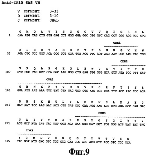 Выделенное антитело против ip-10, иммуноконъюгат и биспецифическая молекула на его основе, их композиции, способ лечения (варианты), кодирующая молекула нуклеиновой кислоты, соответствующий экспрессионный вектор, клетка-хозяин и гибридома (патент 2486199)