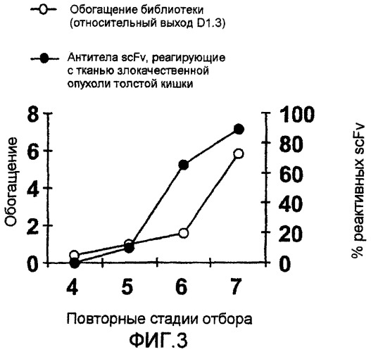 Новое антитело со специфичностью к злокачественной опухоли толстой кишки (патент 2268068)