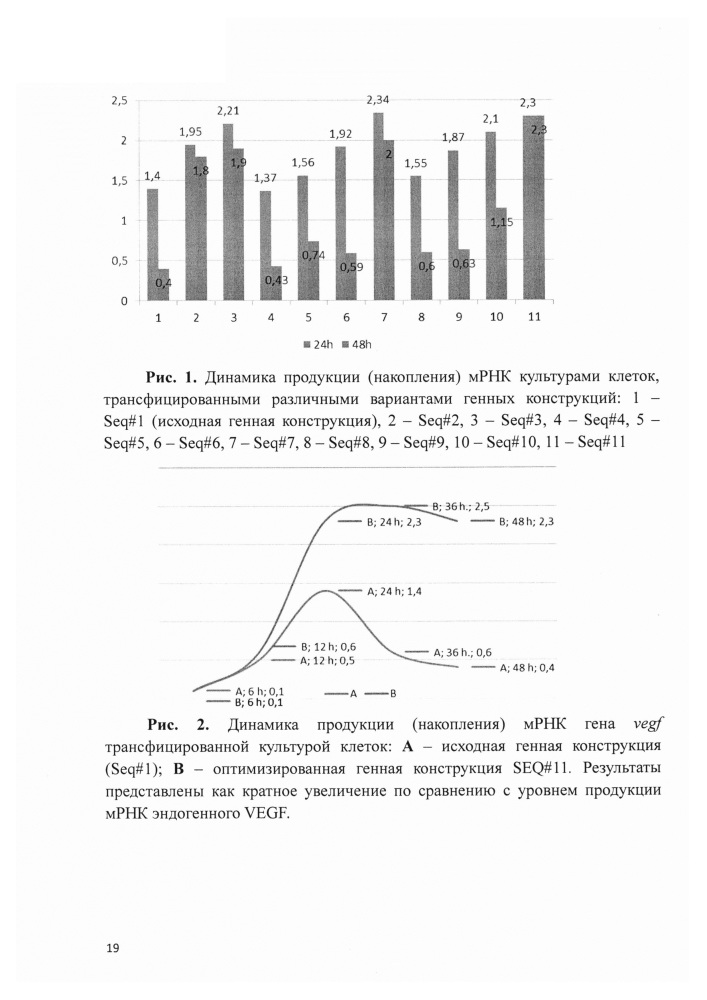 Оптимизированная нуклеотидная последовательность и фармацевтическая композиция на ее основе с пролонгированной экспрессией трансгена vegf (патент 2612497)