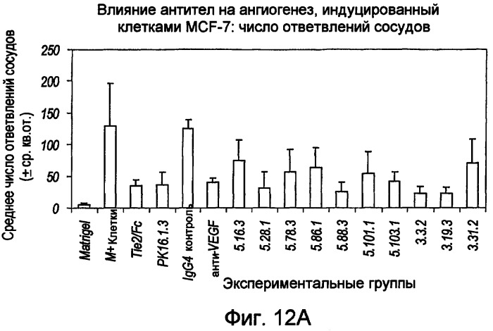 Антитела против ангиопоэтина-2 и их применение (патент 2394839)