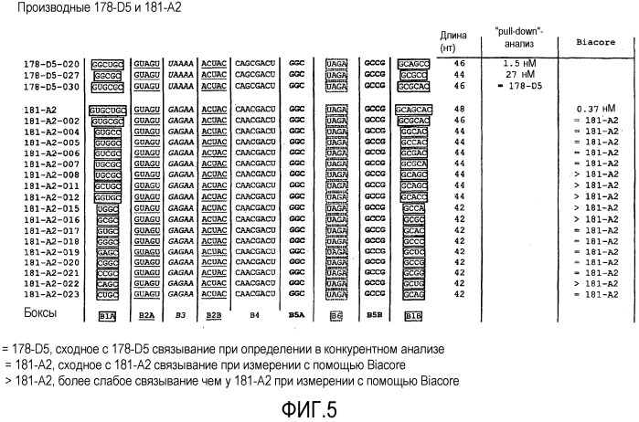 Связывающая мср-1 нуклеиновая кислота и ее применение (патент 2542973)