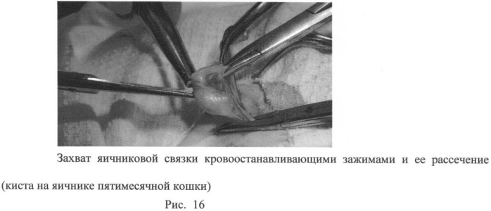 Способ овариогистерэктомии кошек по боковому доступу (патент 2396923)