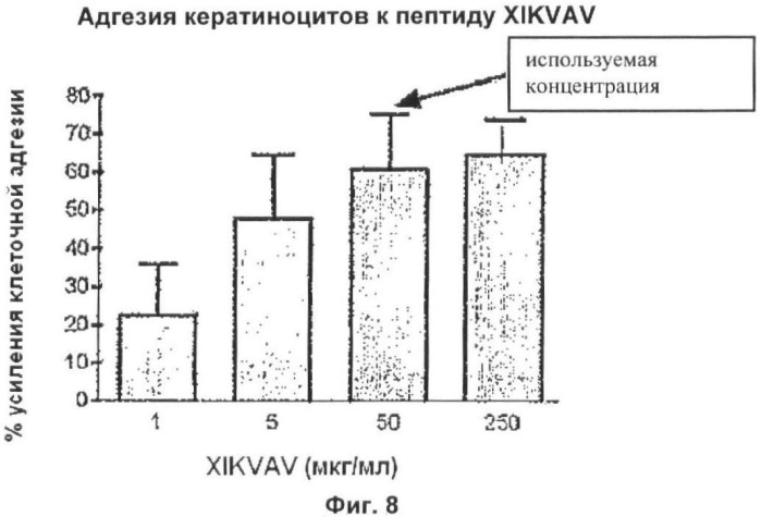 Применение пептидов xikvav в изготовлении косметических композиций, предназначенных для повышения плотности кожи за счет усиления клеточной адгезии (патент 2371167)