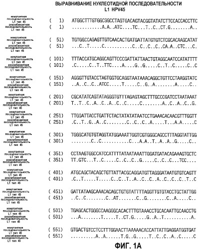 Оптимизированная экспрессия l1 hpv45 в дрожжах (патент 2360001)