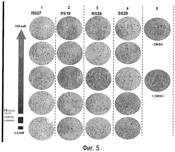 Новые противовирусные пептиды, которые предотвращают связывание вируса с dlc8 (патент 2503686)