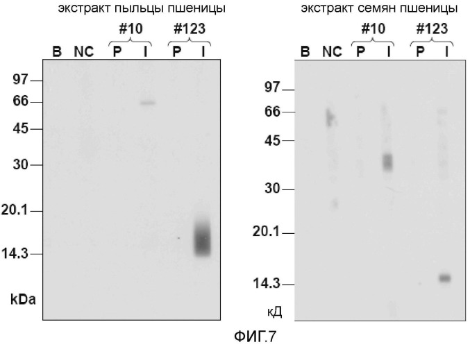 Новые аллергены пшеницы (патент 2502742)