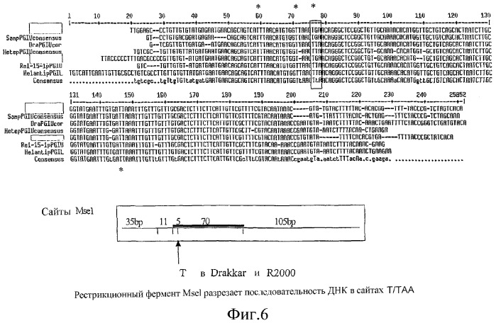 Способ получения двухнулевых линий-восстановителей фертильности brassica napus, имеющих хорошее агрономическое качество (патент 2373698)