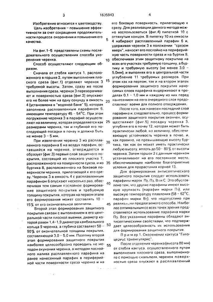 Способ окоренения суккулентных растений е.а.ершова (патент 1635943)