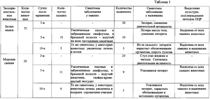 Способ моделирования кишечного иерсинеоза у экспериментальных животных (патент 2566188)