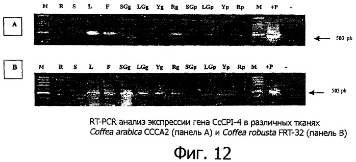 Модуляция уровня предшественников аромата кофе в сырых (необжаренных) кофейных зернах (патент 2348693)