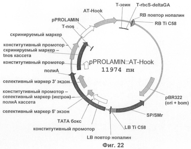 Растения, имеющие улучшенные характеристики роста, и способы их получения (патент 2463352)