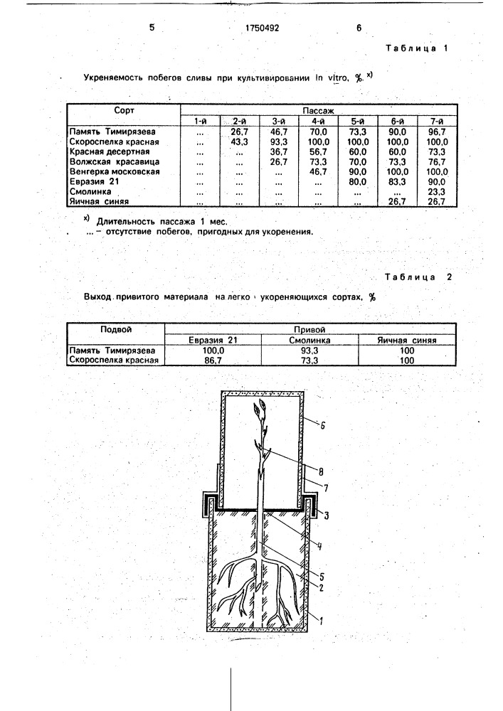 Способ выращивания привитых растений (патент 1750492)