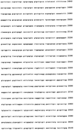 Конструирование рекомбинанта онколитического аденовируса, специфически экспрессирующего иммуномодуляторный фактор gm-csf в опухолевых клетках, и его применение (патент 2361611)
