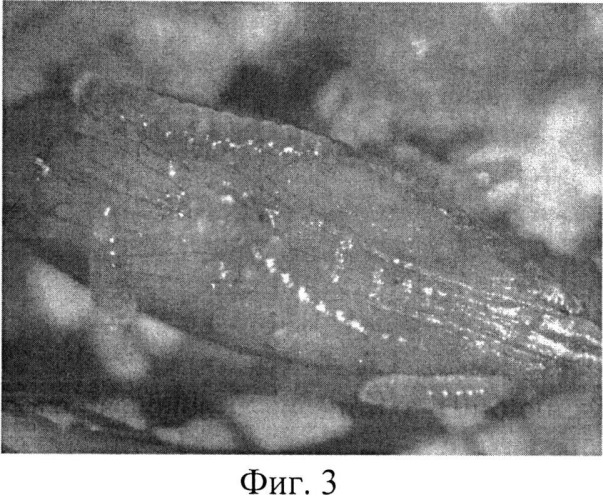 Способ массового разведения наездника minotetrastichus frontalis (nees) (патент 2545715)