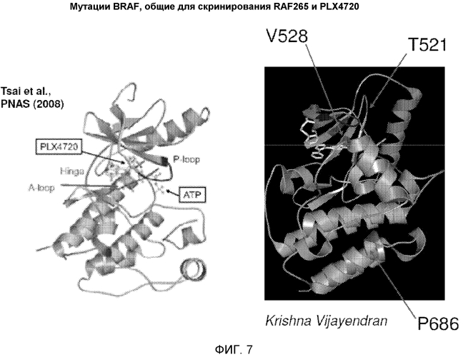 Мутации braf, обеспечивающие резистентность к ингибиторам braf (патент 2571930)