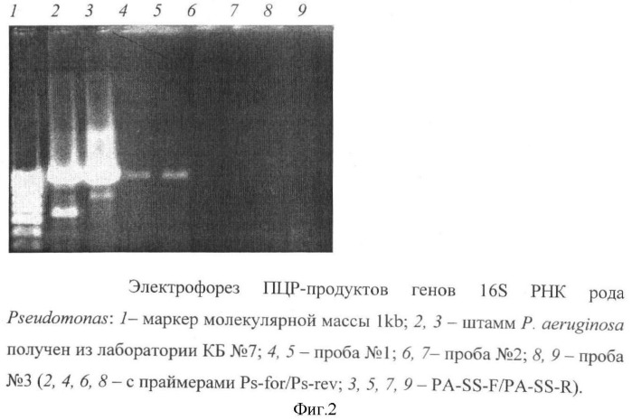 Способ выявления обсемененности объектов внешней среды грамотрицательными бактериями рода pseudomonas и acinetobacter (патент 2372406)