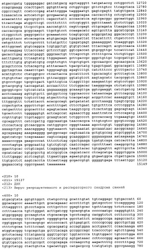 Вирусы prrs, их инфекционные клоны, мутантные формы и способы применения (патент 2427646)