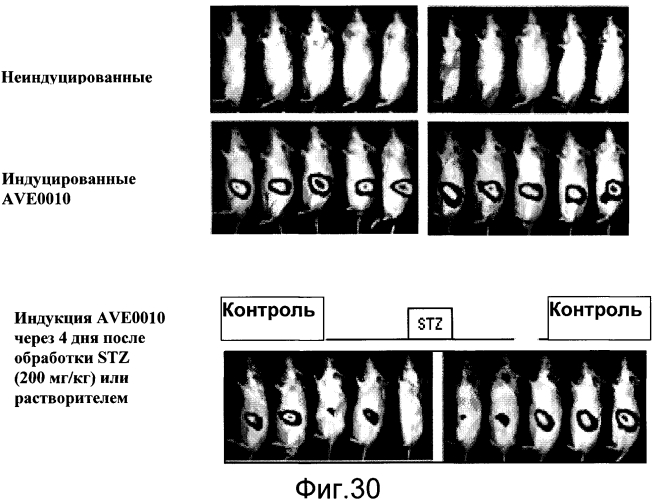 Трансгенное животное, отличное от человека, и его применения (патент 2579701)