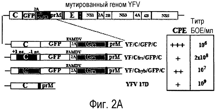 Флавивирус с двухкомпонентным геномом и его использование (патент 2527891)