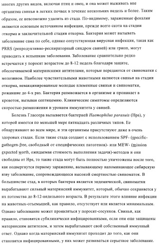 Иммуногенные композиции, содержащие lawsonia intracellularis (патент 2443430)