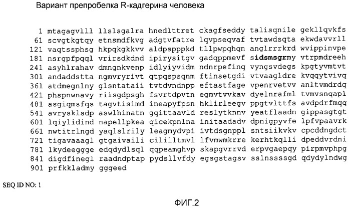 Селективные антагонисты r-кадгерина и способы (патент 2349598)