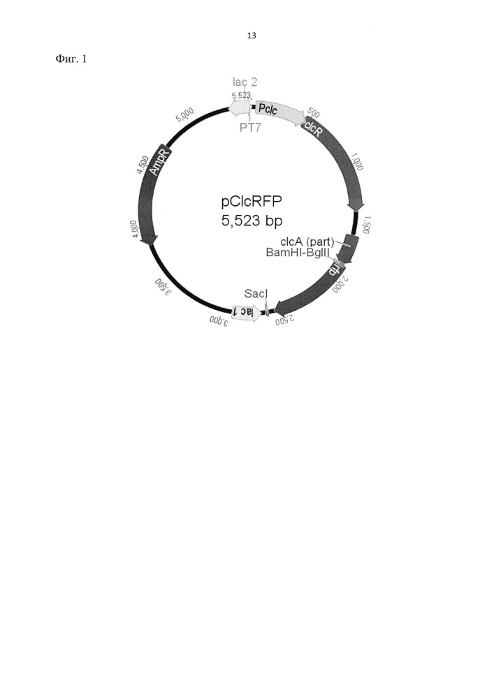Рекомбинантная плазмидная днк pclcrfp, кодирующая продукцию флуоресцентного белка rfp, для определения биодоступных хлорированных катехолов, их аналогов и тяжёлых металлов (патент 2639237)