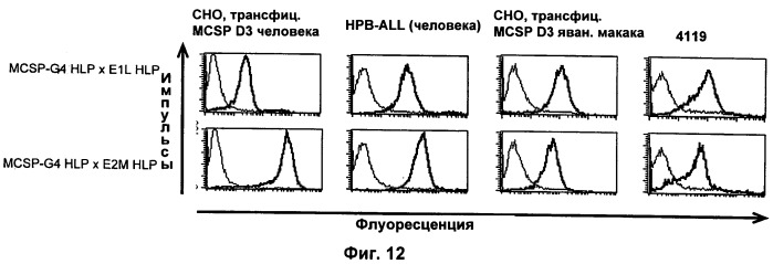 Psma×cd3 биспецифическое одноцепочечное антитело с межвидовой специфичностью (патент 2559531)