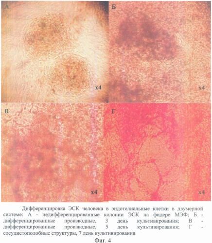 Способ получения эндотелиальных клеток из эмбриональных стволовых клеток человека (варианты) (патент 2359030)