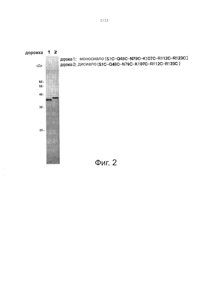 Полипептид, гликозилированный сиалилированной сахарной цепью (патент 2668163)