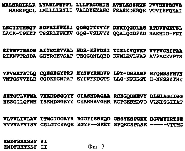 Адгезивные молекулы сосудов и модуляция их функций (патент 2244748)